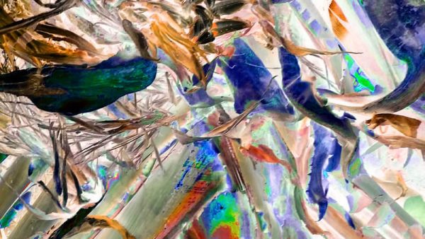 If It Were Not Different, It Would Have Vanished Long Ago