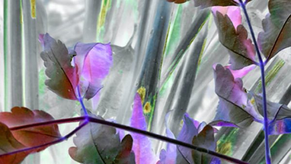 Life Becomes Very Gentle