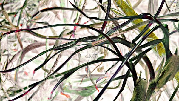 Spirit Moves Where It Wants