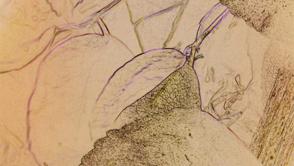 The Soft And Weak Will Overcome