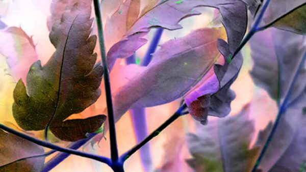 To Die But Not To Perish Is To Be Eternally Present